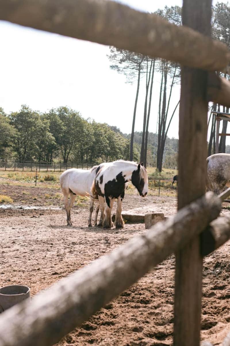 Roulottes Cocooning Au Coeur Des Landes Hotel Mees Ngoại thất bức ảnh